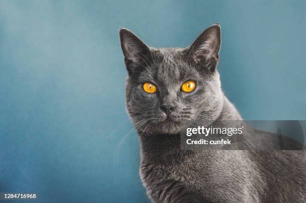 carthusian cat portrait - chartreux cat stock pictures, royalty-free photos & images