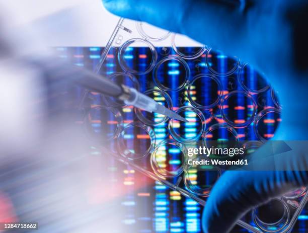 close-up of scientist pipetting sample in multi well plate for dna analysis with genetic results in background - medisch specimen stockfoto's en -beelden