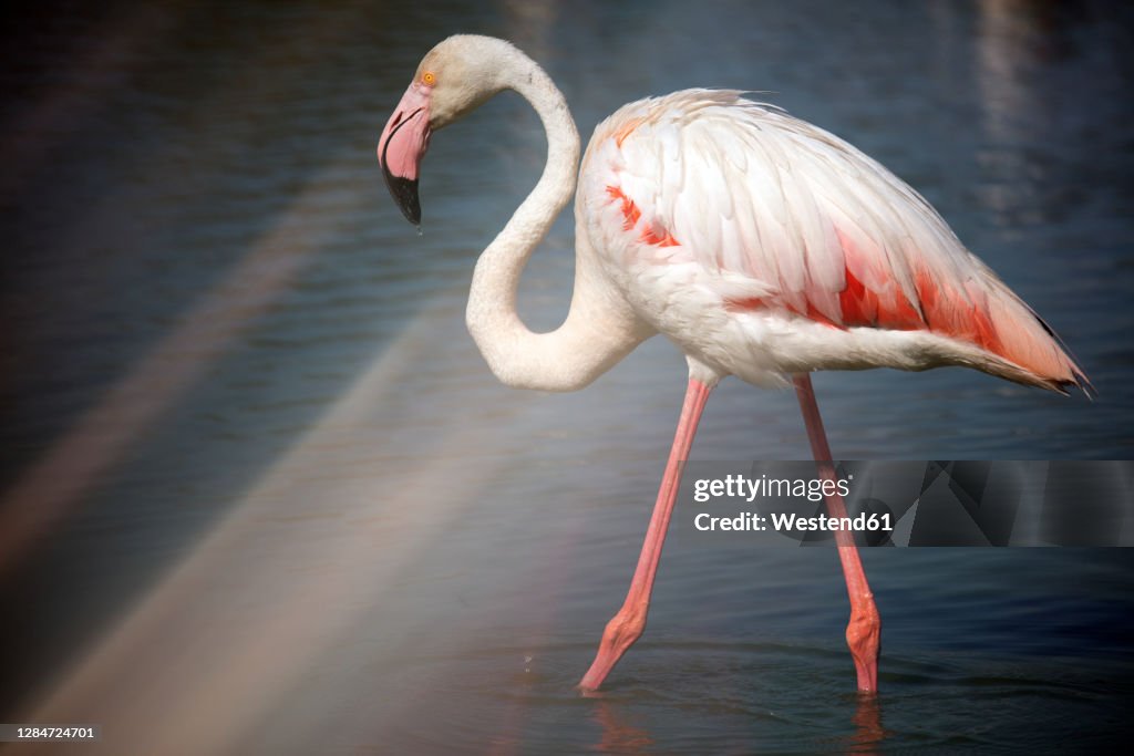 Flamingo (Phoenicopterus roseus) standing in water on sunny day