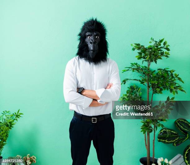 young businessman wearing gorilla mask while standing with arms crossed against green wall at creative office - man ape stock pictures, royalty-free photos & images