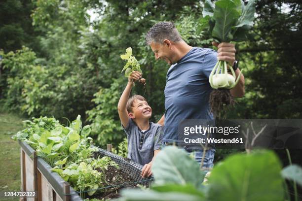 happy father and son harvesting root vegetables from raised bed in garden - flower bed photos et images de collection