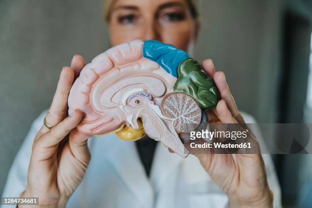 scientist showing artificial internal organ while standing at clinic - female internal organs stock pictures, royalty-free photos & images