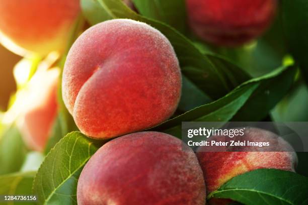 peach on the peach tree - peach orchard stock-fotos und bilder