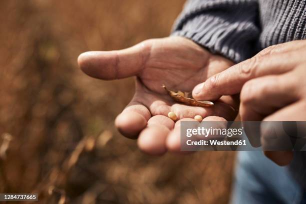 farmer holding soybean grain in hand while standing at agricultural field - soybean harvest stockfoto's en -beelden