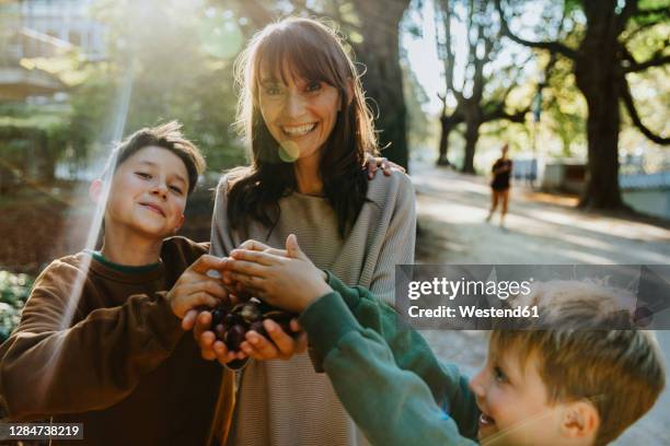 smiling mother and sons collecting chestnuts while standing in public park - chestnut stock pictures, royalty-free photos & images