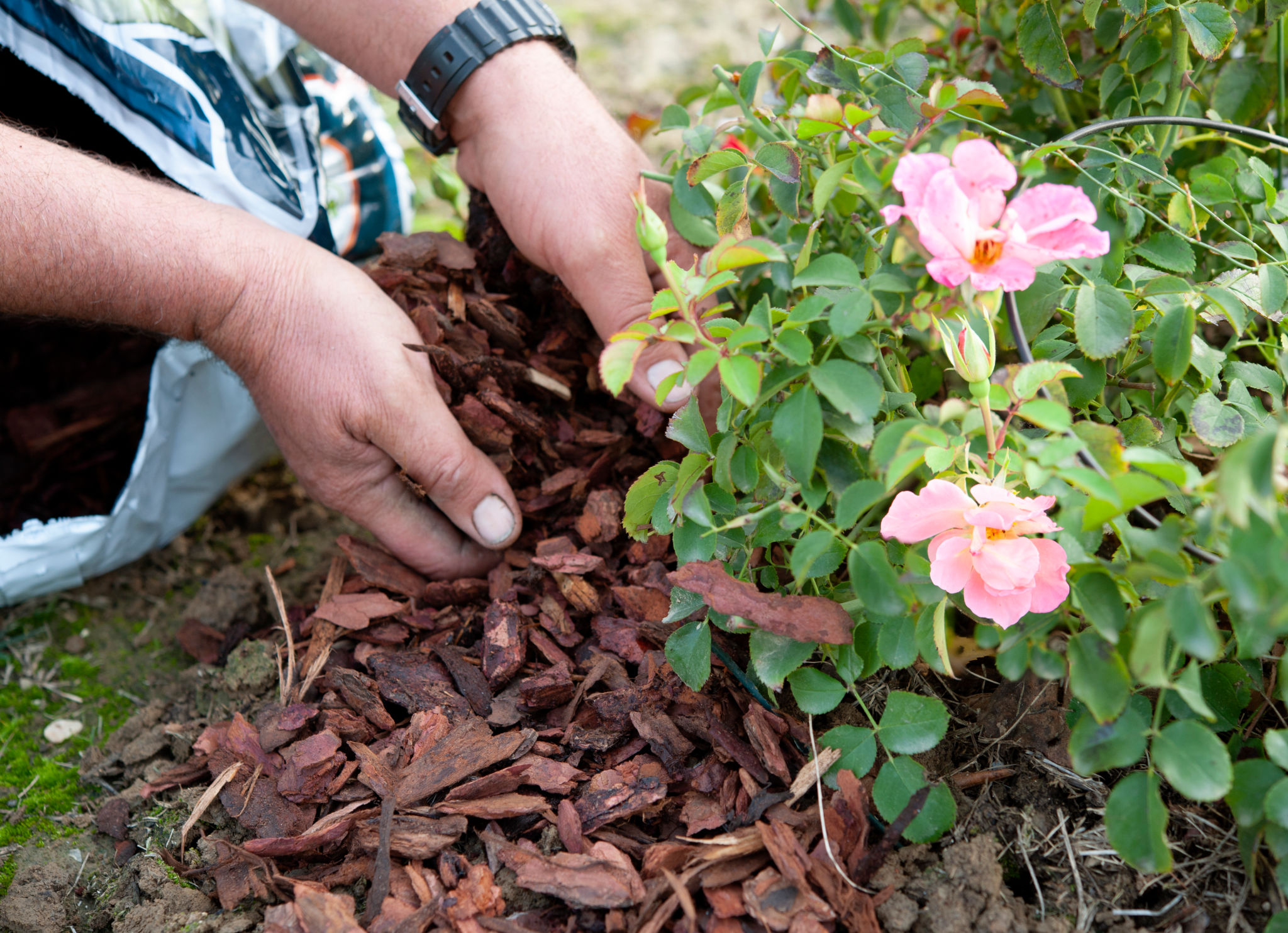 mulching techniques