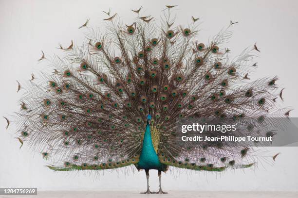 standing peacock with fanned out feathers - pavone foto e immagini stock