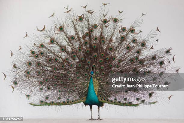 standing peacock with fanned out feathers - style studio day 1 stockfoto's en -beelden