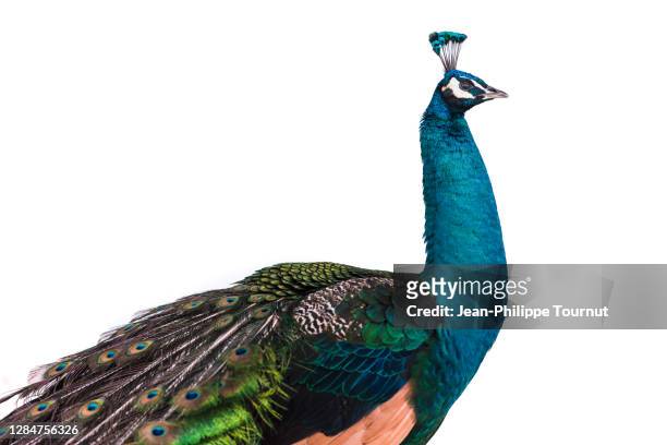 standing peacock on white background - peacock stock pictures, royalty-free photos & images
