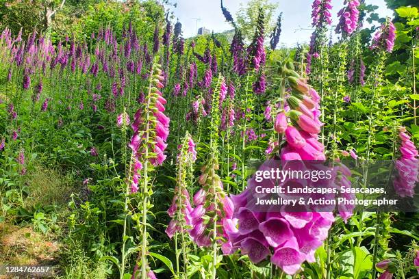 foxglove flowers - foxglove stock pictures, royalty-free photos & images