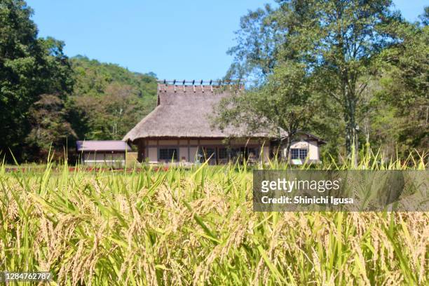 a paddy field of japan (2) - hyogo prefecture stock pictures, royalty-free photos & images