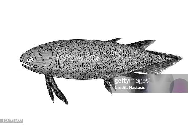 holoptychius is an extinct genus of porolepiform lobe-finned fish from the middle devonian to carboniferous (mississippian) periods - carboniferous stock illustrations