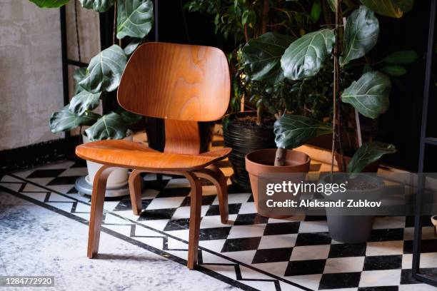 various indoor flowers in clay pots in the living room. stylish composition of the home garden, modern decor. urban jungle interior with indoor plants and wooden chair. - vintage furniture stockfoto's en -beelden