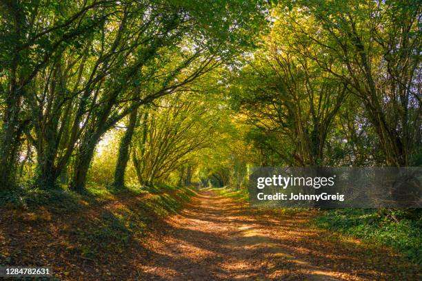 tunnel of trees down country path - sussex autumn stock pictures, royalty-free photos & images