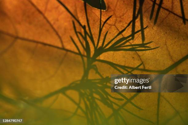 herbstlaub - herbstlaub stock pictures, royalty-free photos & images