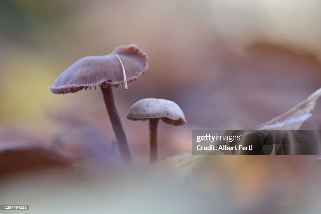 Pilz bodenhöhe wald boden makroaufnahme