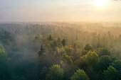 Sunrise above a forest on a foggy morning