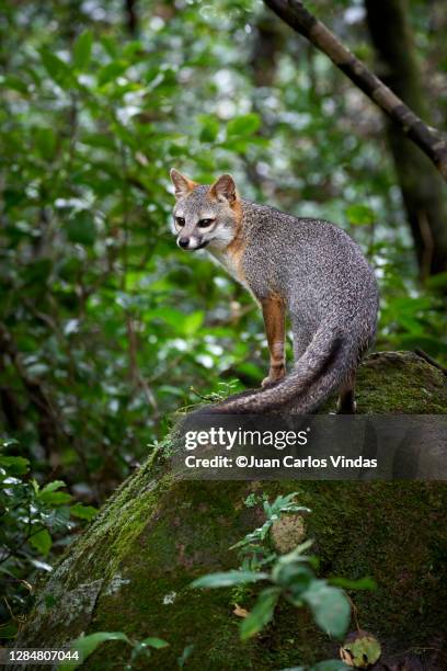 gray fox - raposa cinza - fotografias e filmes do acervo