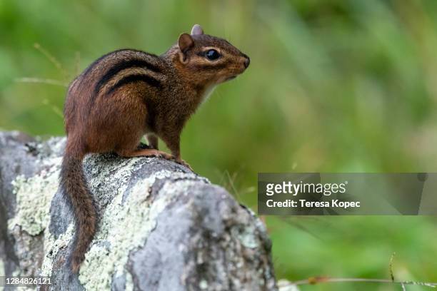 chipmunk series - chasing tail stock pictures, royalty-free photos & images