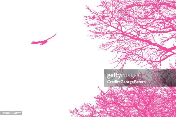 hawk flying above trees - tree top view white background stock illustrations