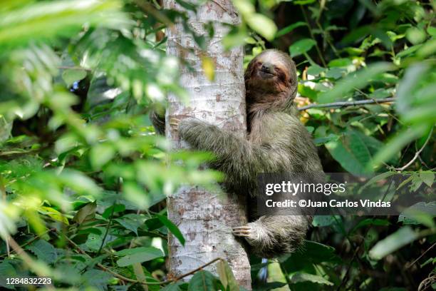 three-toed sloth - three toed sloth stock-fotos und bilder