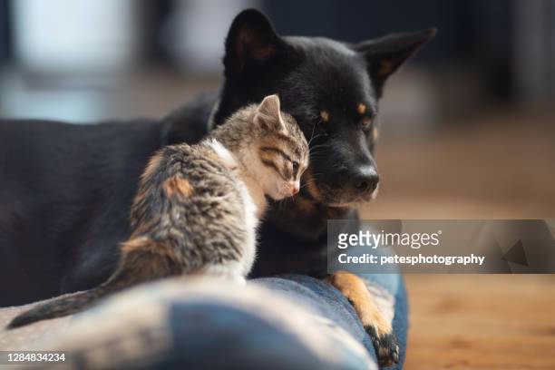 baby kätzchen liebevoll auf einem hund - hund stock-fotos und bilder