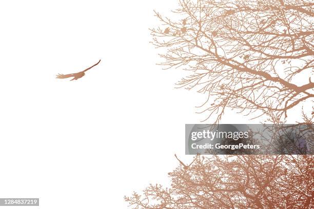 hawk flying above trees - hawk bird stock illustrations