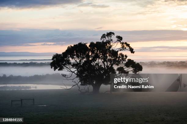 majestic foggy sunrise and a large eucalyptus tree on farmland - australian winter landscape stock pictures, royalty-free photos & images