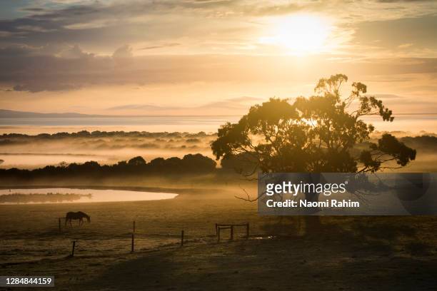 majestic golden sunrise over beautiful gum tree and horse grazing on foggy farmland - winterzonnewende stockfoto's en -beelden