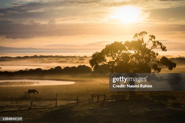 majestic golden sunrise over beautiful gum tree and horse grazing on foggy farmland - winter solstice 個照片及圖片檔