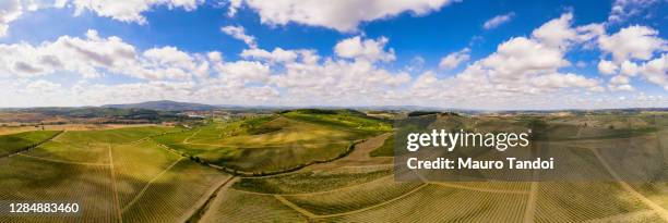 aerial view of a vineyard, siena province, tuscany, italy - mauro tandoi foto e immagini stock