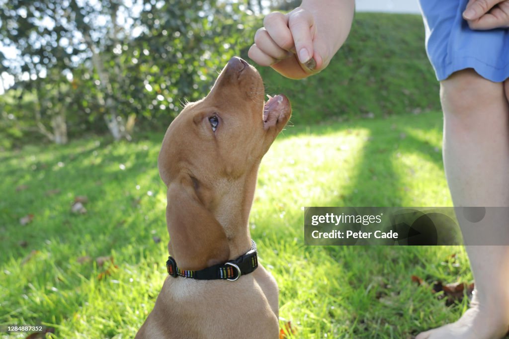 Giving puppy a treat