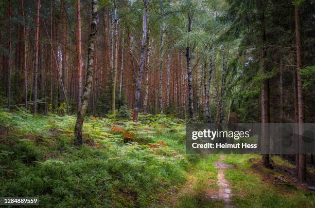 autumn forest path in thuringia - eisenberg thuringia stock pictures, royalty-free photos & images