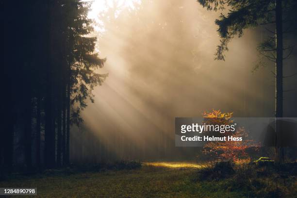 sunbeams in the fog in the thuringian forest - forest morning sunlight stock-fotos und bilder