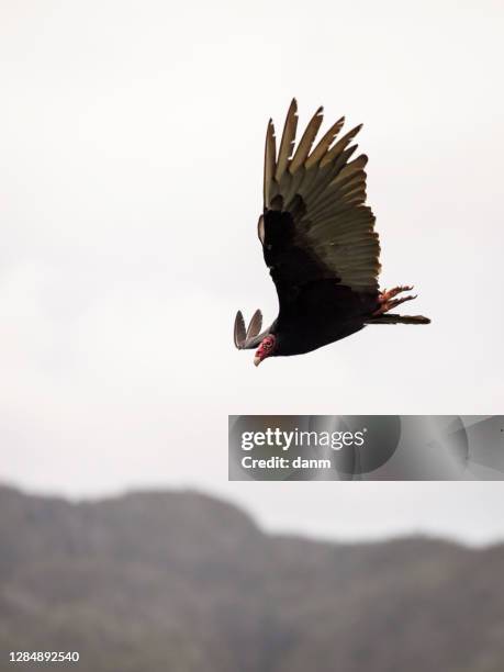 eagles of vinales flying over valley in a cloud weather, cuba - vinales stockfoto's en -beelden