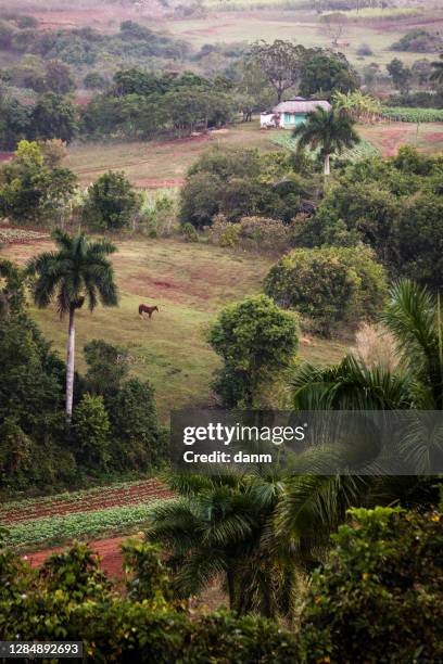 beautiful vinales valley with palm trees and fog. amazing green landscape of cuba - vinales stockfoto's en -beelden