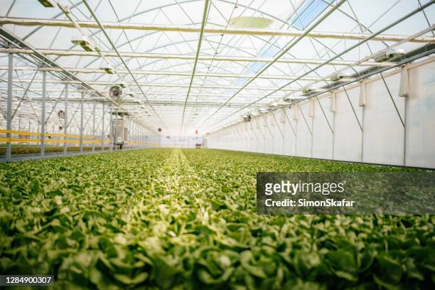 view of lettuce plantation in greenhouse - hothouse stock pictures, royalty-free photos & images