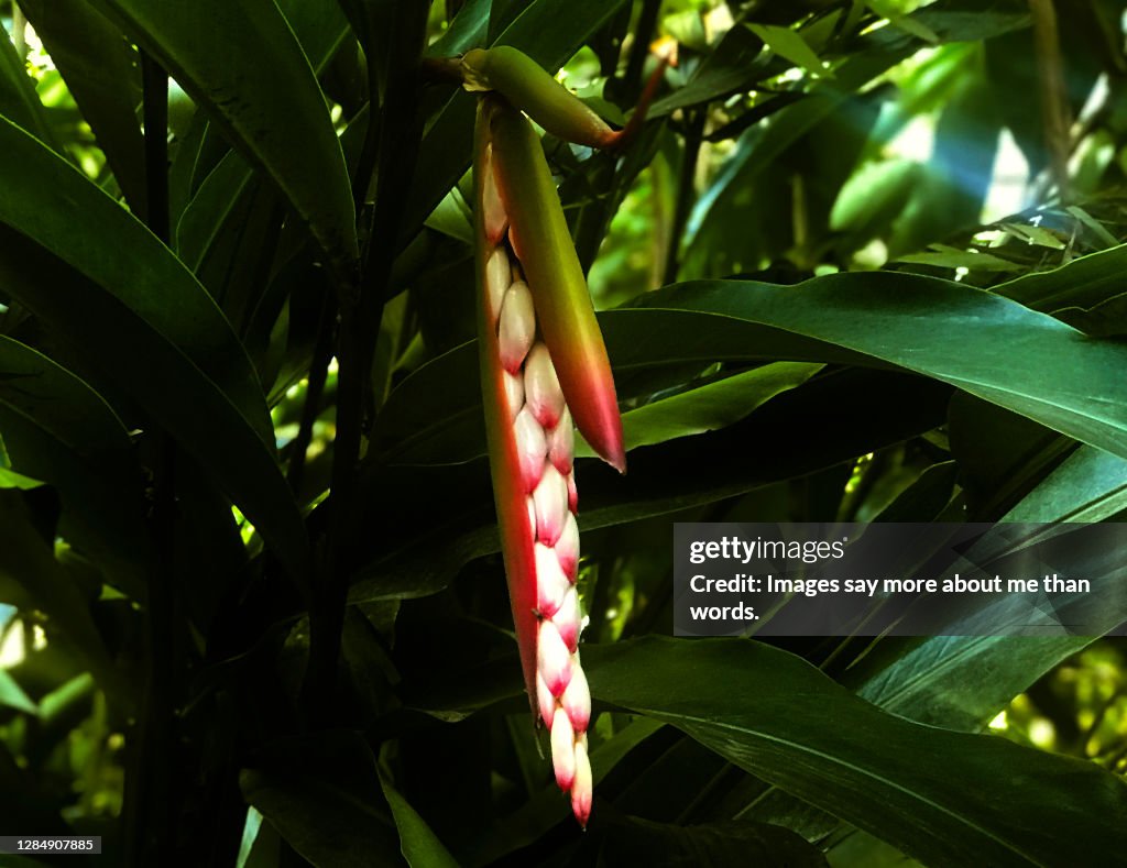 False Cardomon A Alpinia Known As False Cardamom Bud Inside A Forest High-Res Stock ...
