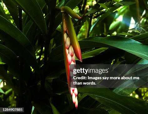 False Cardomon A Alpinia Known As False Cardamom Bud Inside A Forest High-Res Stock ...