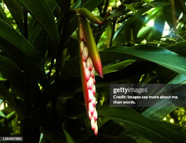 False Cardomon Cardamom Leaves Photos and Premium High Res Pictures - Getty Images