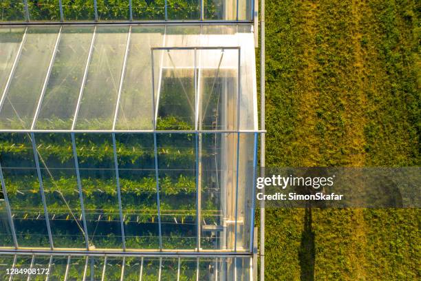 aerial view of greenhouse and person carrying crate with vegetables - rooftop farm stock pictures, royalty-free photos & images