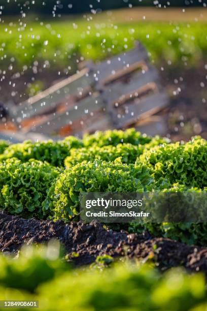 lettuce plantation while watering - lettuce garden stock pictures, royalty-free photos & images