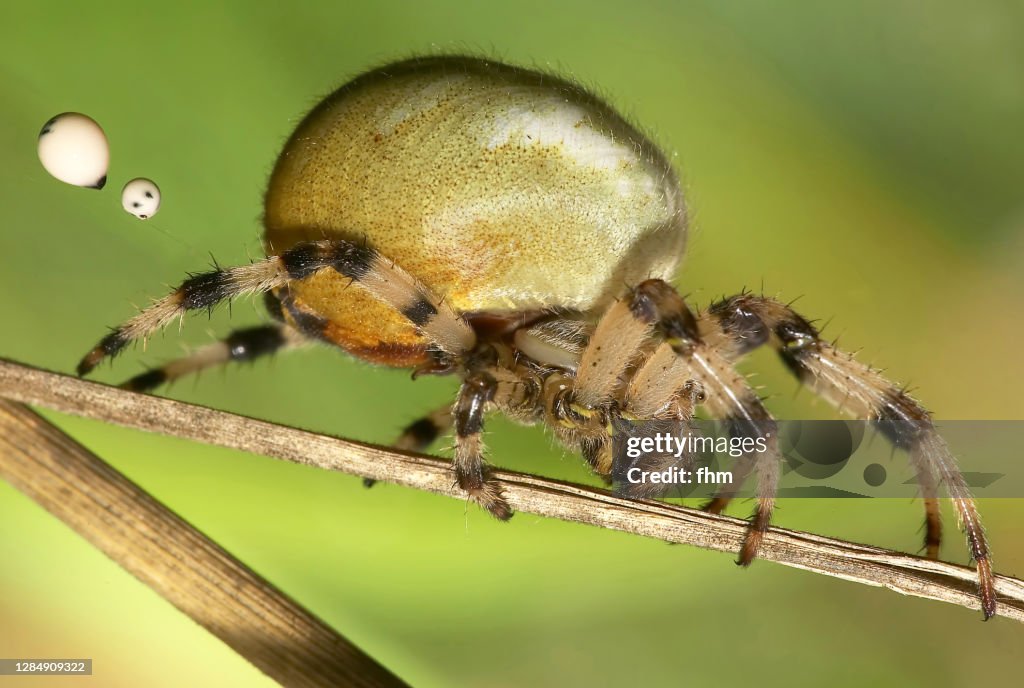 Fat Rounds Spider Fat Spider High-Res Stock Photo - Getty Images