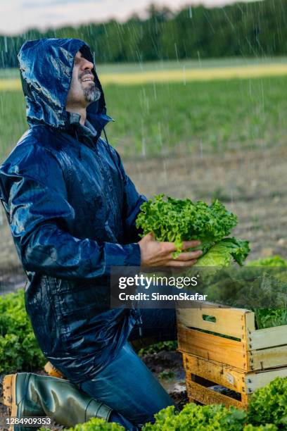 Farmers While Raining 6,681 Farmer In Rain Stock Photos, High-Res Pictures, and Images ...