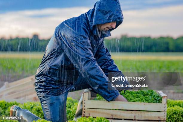 Farmers While Raining 1,196 Farmer Working In The Rain Stock Photos, High-Res Pictures, and ...