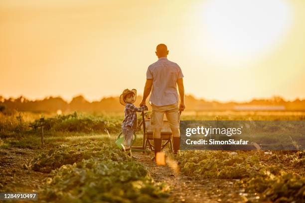 father and son in agricultural field at sunset - father and son gardening stock pictures, royalty-free photos & images