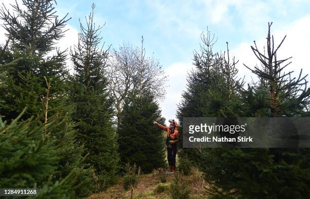 Cameron Burness and employee of Clayton Fold Christmas Tree Farm is seen gesturing while preparing Nordmann Fir and Norway Spruce trees before they...