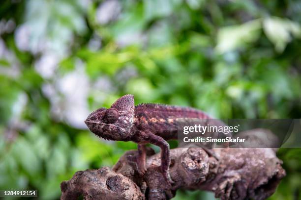 primer plano de camaleón en una rama - cambiar-de-color fotografías e imágenes de stock