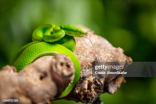 close up of green snake - terrarium imagens e fotografias de stock