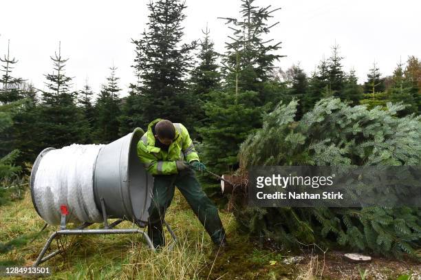 An employee of Clayton Fold Christmas Tree Farm is seen preparing Nordmann Fir and Norway Spruce trees before they go on sale during the Christmas...